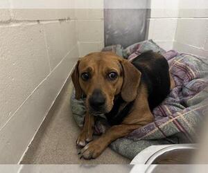 Beagle Dogs for adoption in Decatur, IL, USA
