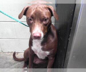 American Pit Bull Terrier-Unknown Mix Dogs for adoption in Tulsa, OK, USA