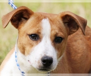 Beagi Dogs for adoption in Yardley, PA, USA