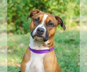 Bullboxer Pit Dogs for adoption in Ann Arbor, MI, USA