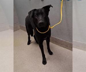 Dutch Shepherd -Unknown Mix Dogs for adoption in Las Vegas, NV, USA