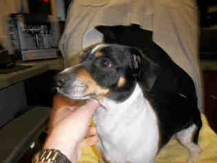 Rat Terrier Dogs for adoption in Pearland, TX, USA