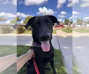 Labrador Retriever-Unknown Mix Dogs for adoption in San Diego, CA, USA
