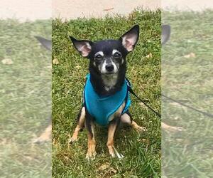 Chiweenie Dogs for adoption in Dallas, TX, USA