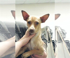 Medium Photo #1 Chihuahua Puppy For Sale in Fayetteville, NC, USA