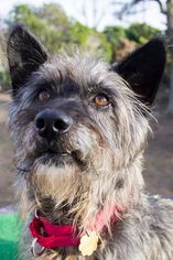 Cairn Terrier Dogs for adoption in Seal Beach, CA, USA
