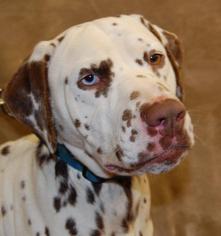Dalmatian Dogs for adoption in Richmond, IN, USA