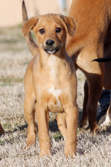 Shepradors Dogs for adoption in Eureka Springs, AR, USA