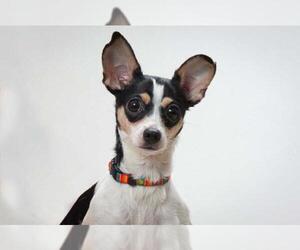 Rat Terrier Dogs for adoption in Santa Cruz, CA, USA