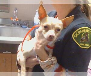 Chihuahua Dogs for adoption in Sacramento, CA, USA