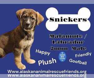 Alaskan Malamute-Labrador Retriever Mix Dogs for adoption in Anchorage, AK, USA