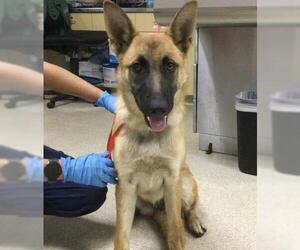 German Shepherd Dog Dogs for adoption in Riverside, CA, USA