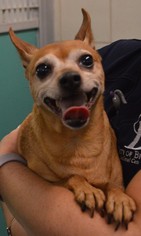 Chihuahua Dogs for adoption in Bryan, TX, USA
