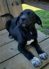 Raggle Dogs for adoption in SHERBURNE, NY, USA
