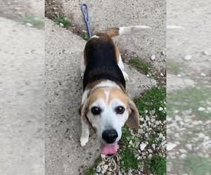 Beagle Dogs for adoption in Amherst, OH, USA