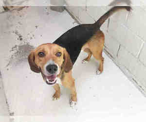 Medium Photo #1 Treeing Walker Coonhound Puppy For Sale in Raleigh, NC, USA