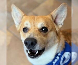 - Mix Dogs for adoption in Arlington, VA, USA