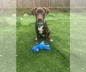 Labrador Retriever-Unknown Mix Dogs for adoption in FRAMINGHAM, MA, USA