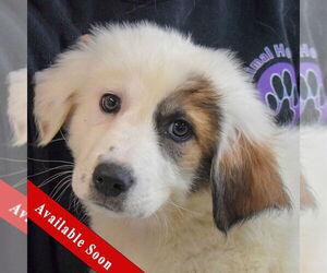 Labrenees Dogs for adoption in Huntley, IL, USA