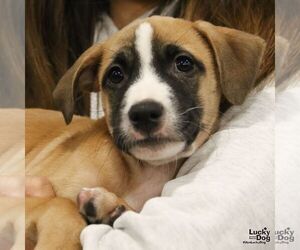 Labrador Retriever-Retriever  Mix Dogs for adoption in Washington, DC, USA