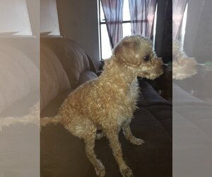 Poodle (Miniature)-Unknown Mix Dogs for adoption in Peralta, NM, USA