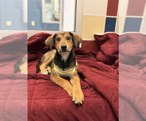 English Coonhound-Unknown Mix Dogs for adoption in Plano, TX, USA