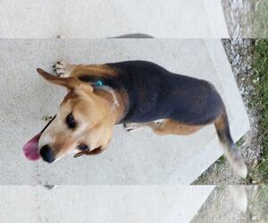 Medium Photo #1 Beagle Puppy For Sale in Cincinnati, OH, USA