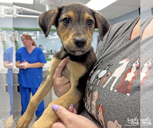 Labrador Retriever-Unknown Mix Dogs for adoption in Washington, DC, USA