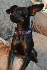 Miniature Pinscher Dogs for adoption in Ocean View, DE, USA