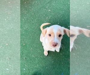 Chiweenie Dogs for adoption in MIDWAY, UT, USA