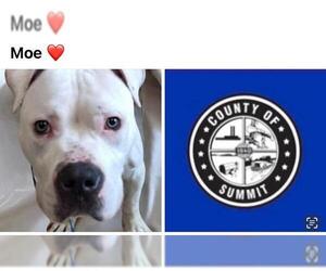 American Bulldog-Staffordshire Bull Terrier Mix Dogs for adoption in Akron, OH, USA
