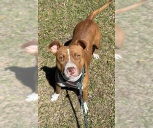 American Staffordshire Terrier Dogs for adoption in Fort Lauderdale, FL, USA