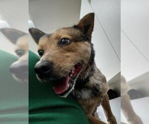 Mutt Dogs for adoption in Santa Maria, CA, USA