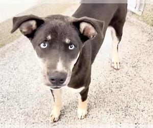 Siberian Husky Dogs for adoption in Houston, TX, USA