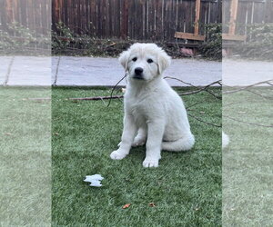Akbash-Great Pyrenees Mix Dogs for adoption in Denver , CO, USA