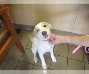 Border Collie Dogs for adoption in Ocala, FL, USA