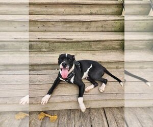 Boston Terrier Dogs for adoption in garner, NC, USA