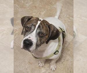 American Bulldog Dogs for adoption in O Fallon, MO, USA