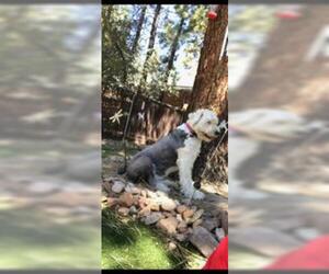Old English Sheepdog Dogs for adoption in Dana Point, CA, USA