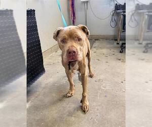 Mutt Dogs for adoption in Camarillo, CA, USA