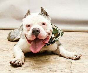 Mutt Dogs for adoption in Sanford, FL, USA