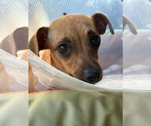 Mutt Dogs for adoption in Turlock, CA, USA