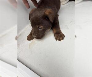 German Shepherd Dog-Unknown Mix Dogs for adoption in Houston, TX, USA