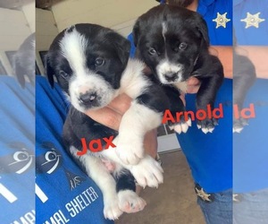 Medium Photo #1 Border-Aussie Puppy For Sale in Ridgefield, CT, USA