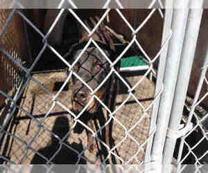 Rottweiler Dogs for adoption in Redlands, CA, USA