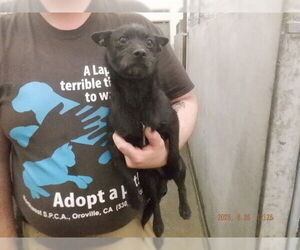 Mutt Dogs for adoption in Oroville, CA, USA
