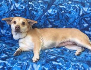 Beagi Dogs for adoption in Eureka, CA, USA