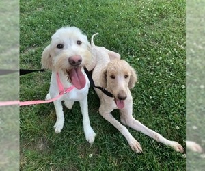 Golden Retriever Dogs for adoption in Alton, IL, USA