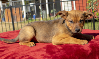 Boxer-Dachshund Mix Dogs for adoption in Santa Fe, TX, USA