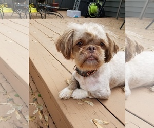 Shih Tzu Dogs for adoption in Fenton, MO, USA